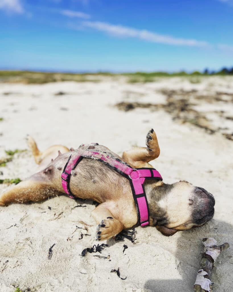 Hund am Hundestrand Wangerooge bei Sonnenschein