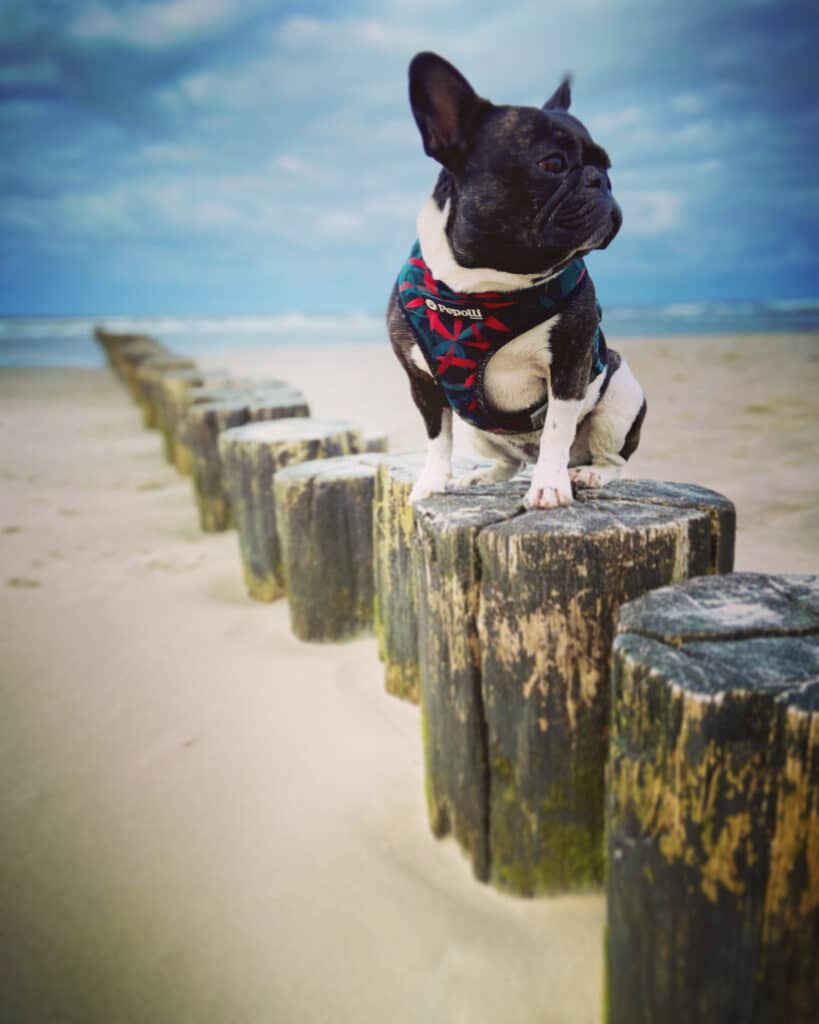 Spaziergang mit Hund am Watt und Weststrand auf Wangerooge