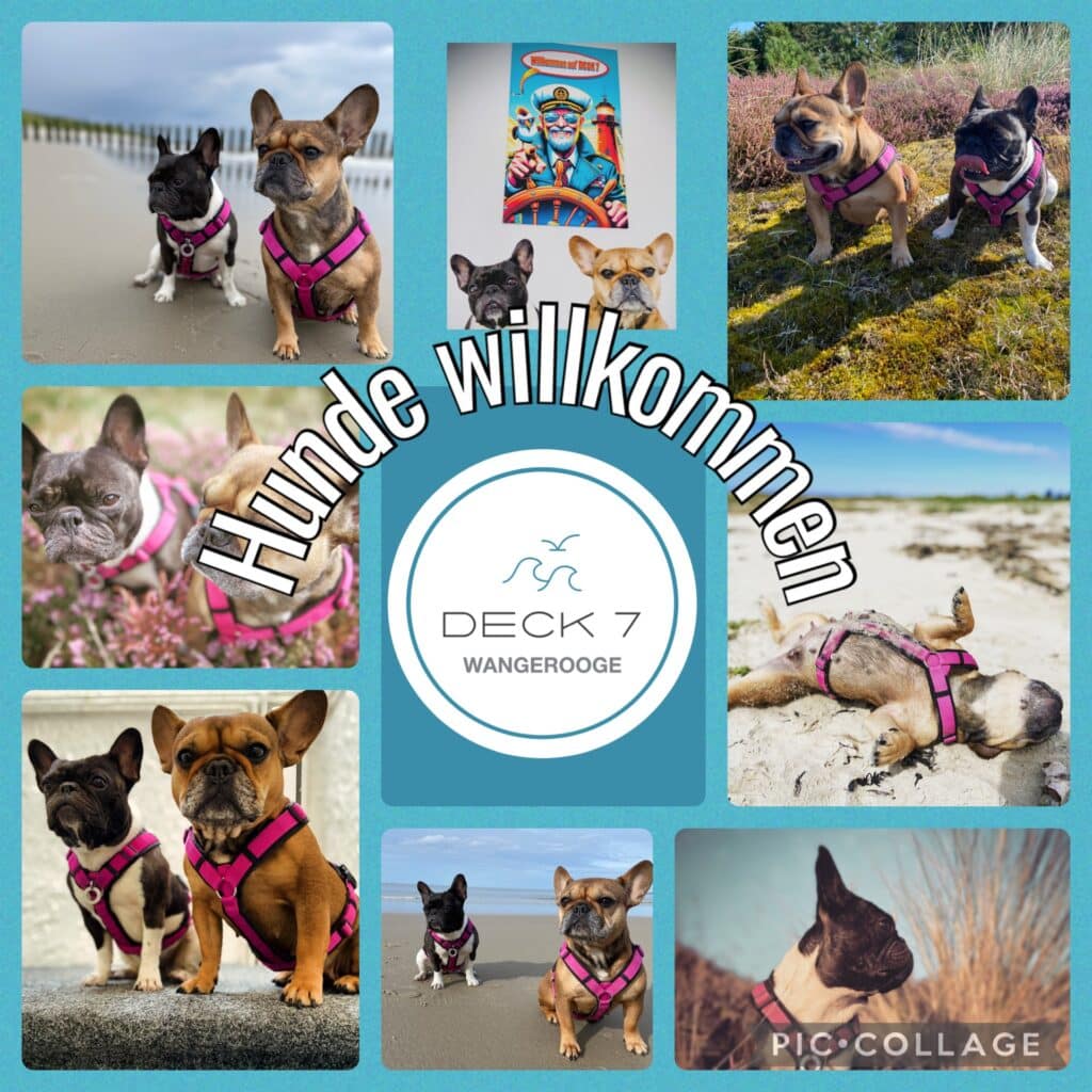 Gefrierschrank für BARF-Futter – hundefreundliche Ferienwohnung DECK 7